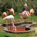 flamingo (Oops! image not found)